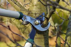 Preparar el jardín para la temporada: lo que sin duda debe hacer con los árboles frutales en un futuro próximo